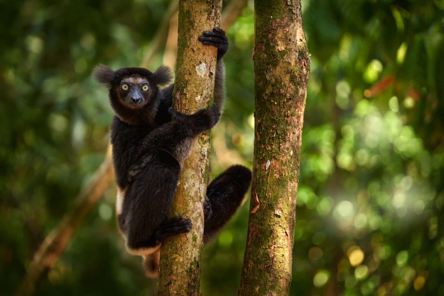Madagascar Wildlife - Madagascar, indri monkey portrait