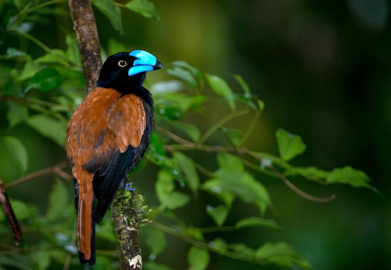 Madagascar Wildlife - Male Helmet Vanga