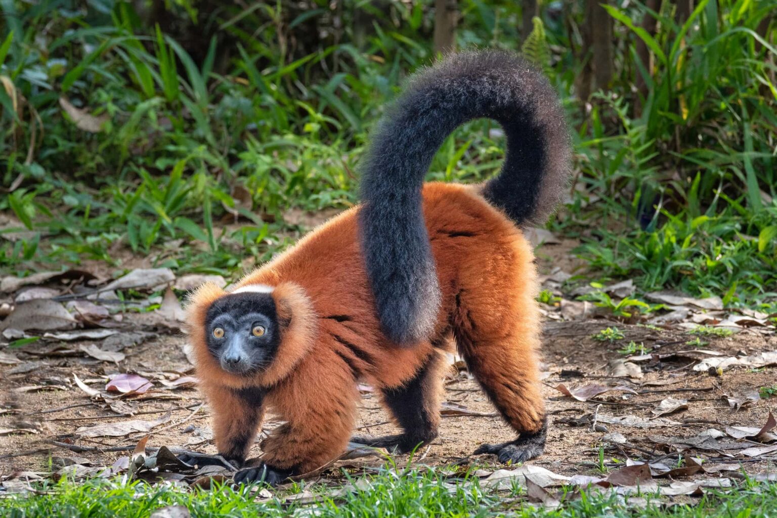 Madagascar Wildlife - red ruffed lemur (Varecia rubra) is an endangered species